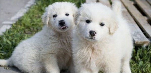 Fond dEcran - Animal - Chien & Ses doubles