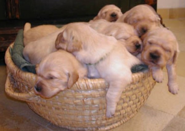 Fond dEcran - Animal - Chien & Ses doubles