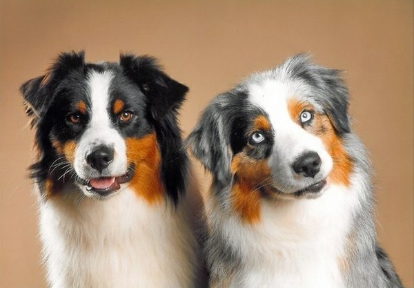 Fond dEcran - Animal - Chien & Ses doubles