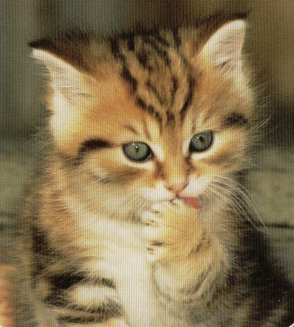 Fond dEcran - Animal - Chat Seul