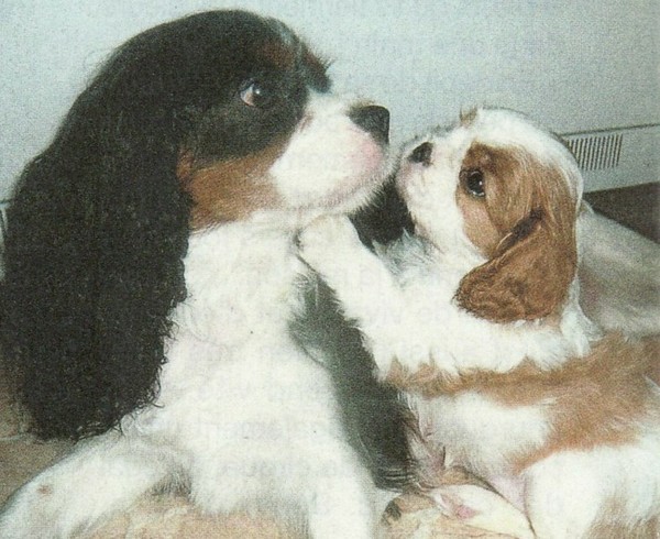 Fond dEcran - Animal - Chien & Ses doubles