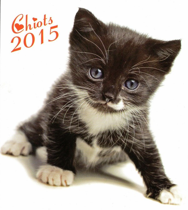 Fond dEcran - Animal - Chat Seul