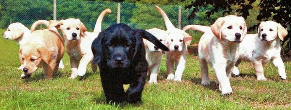 Fond dEcran - Animal - Chien & Ses doubles