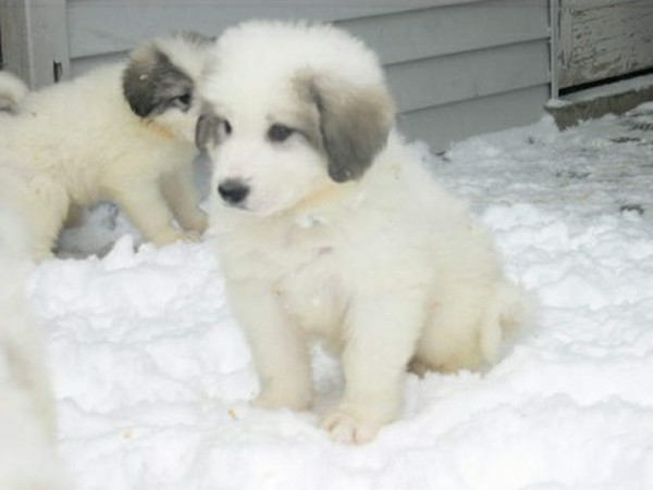 Fond dEcran - Animal - Chien & Ses doubles