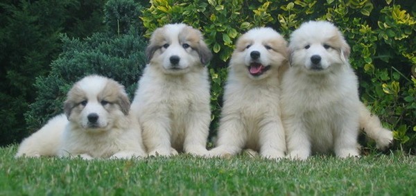 Fond dEcran - Animal - Chien & Ses doubles