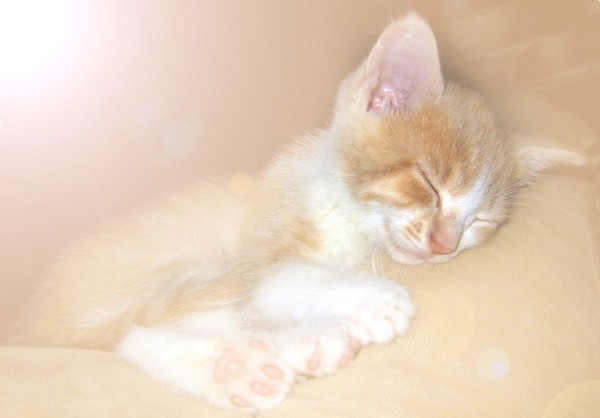 Fond dEcran - Animal - Chat Seul