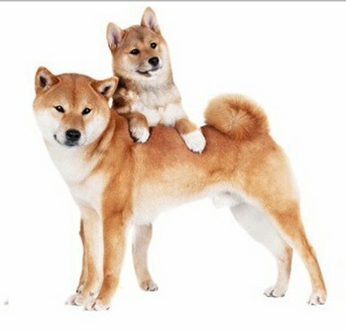 Fond dEcran - Animal - Chien & Ses doubles