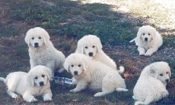 Fond dEcran - Animal - Chien & Ses doubles