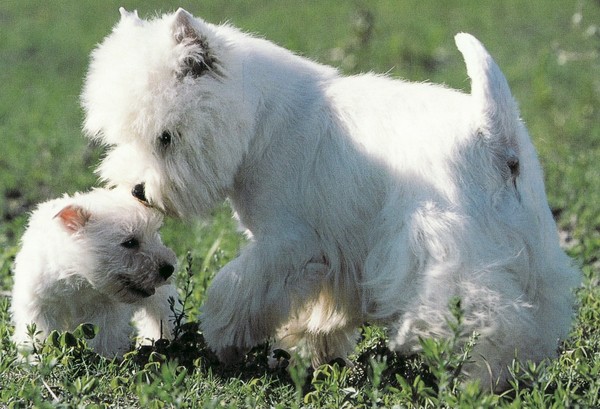 Fond dEcran - Animal - Chien & Ses doubles