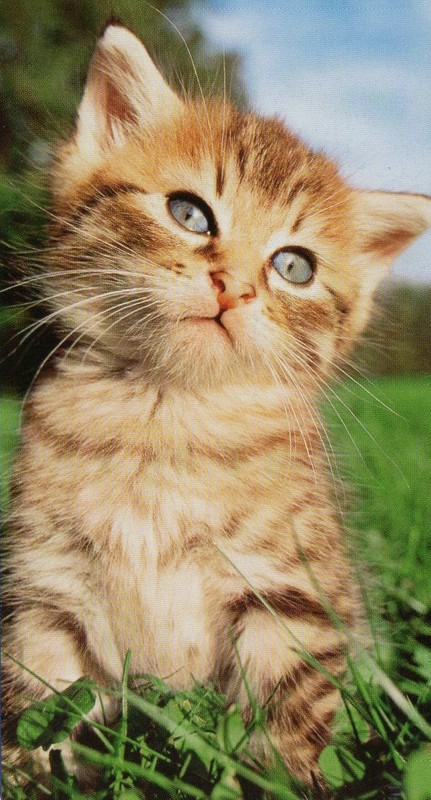 Fond dEcran - Animal - Chat Seul