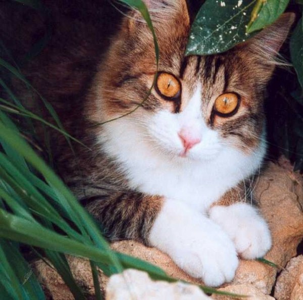 Fond dEcran - Animal - Chat Seul