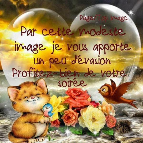 Fond dEcran - Animal - Chat Seul