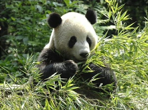 Fond dEcran - Animal - Panda Seul