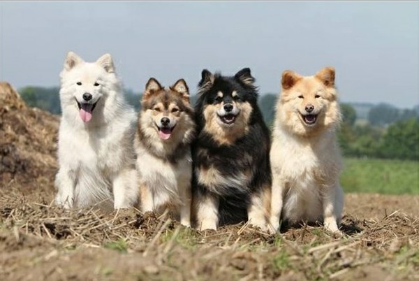 Fond dEcran - Animal - Chien & Ses doubles