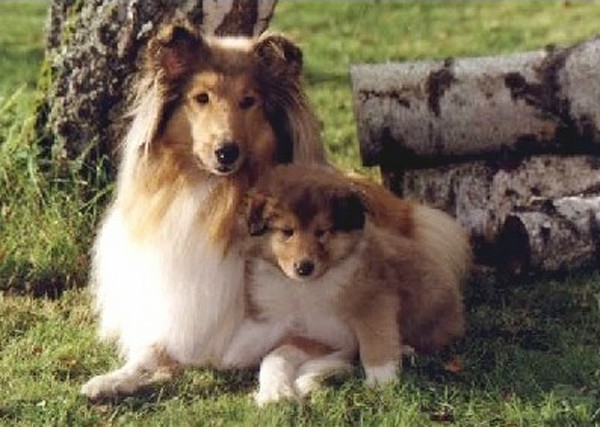 Fond dEcran - Animal - Chien & Ses doubles